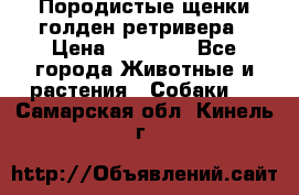 Породистые щенки голден ретривера › Цена ­ 25 000 - Все города Животные и растения » Собаки   . Самарская обл.,Кинель г.